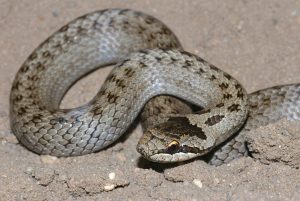 coronella-austriaca-christian-fischer