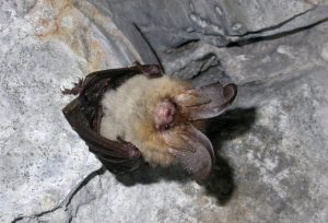 Plecotus sp