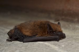 Pipistrellus pipistrellus male