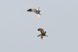grauwe-kiek_prooioverdracht_c_freek-verdonckt