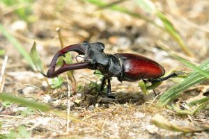 lucanus-cervus-m-peter-drach