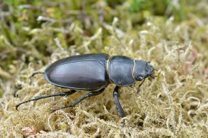 lucanus-cervus-v-gilles-san-martin