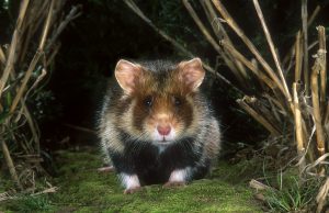 rs16503_hamster-vooraanzicht-hor-1-hugo-willocx-hpr