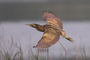 roerdomp-vlucht-vijvergebied-c-bert-vanholen