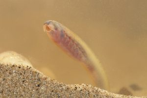 Foto van een Rivierprik of beekprik larve, deze soorten zijn zo nauw verwant dat de larven in het veld niet van elkaar te onderscheiden zijn. Op deze locatie komen beide soorten voor dus de foto's kunnen van beide soorten larven zijn; Photo of a River Lamprey or Brook Lamprey larvae, these species are so closely related that it is not possible to identify the larvae in the field. On this location both species occur so the photo's can be of either species.