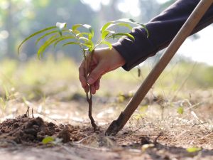 boom-planten